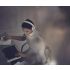Bang & Olufsen Beoplay HX, Sand