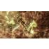 Xenoblade Chronicles 3 Standard Edition - Nintendo Switch, Nintendo Switch (OLED Model), Nintendo Switch Lite