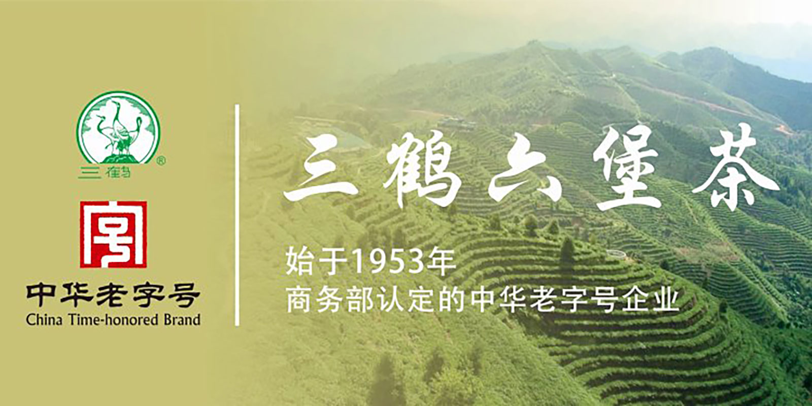 How to Brew Sanhe (三鹤) Liupao Tea