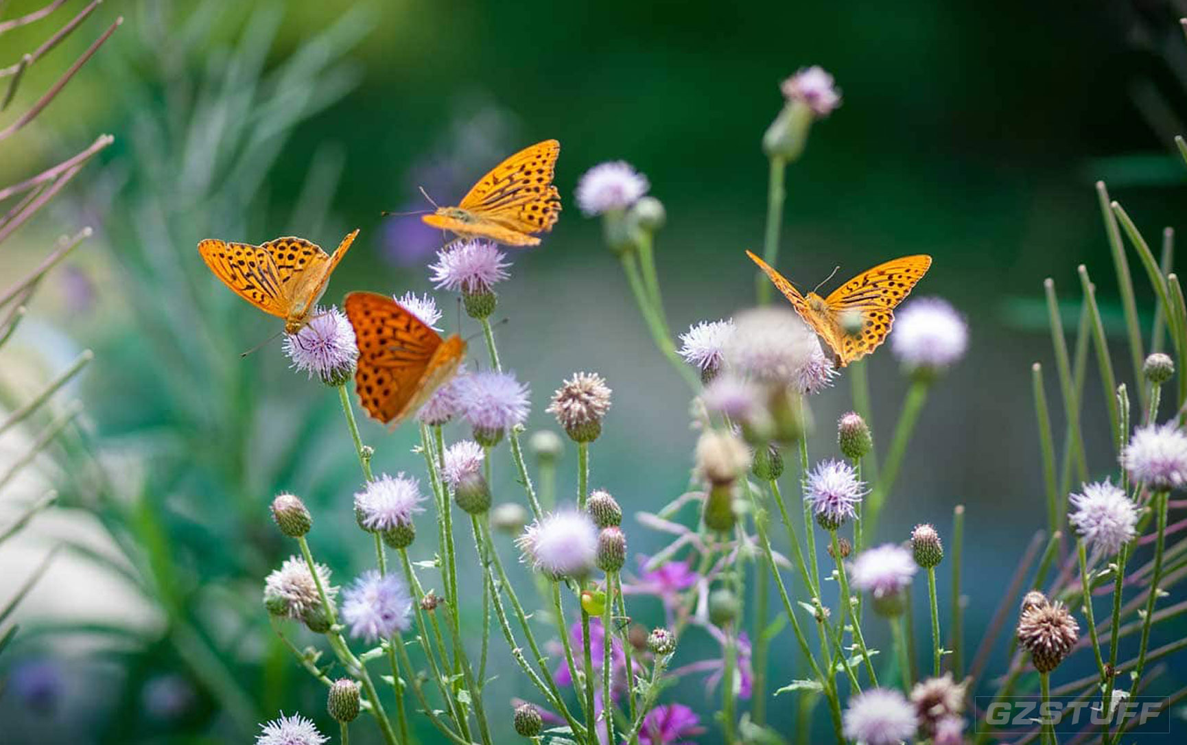 World’s First Energy-Saving Paint Is Inspired by Butterflies